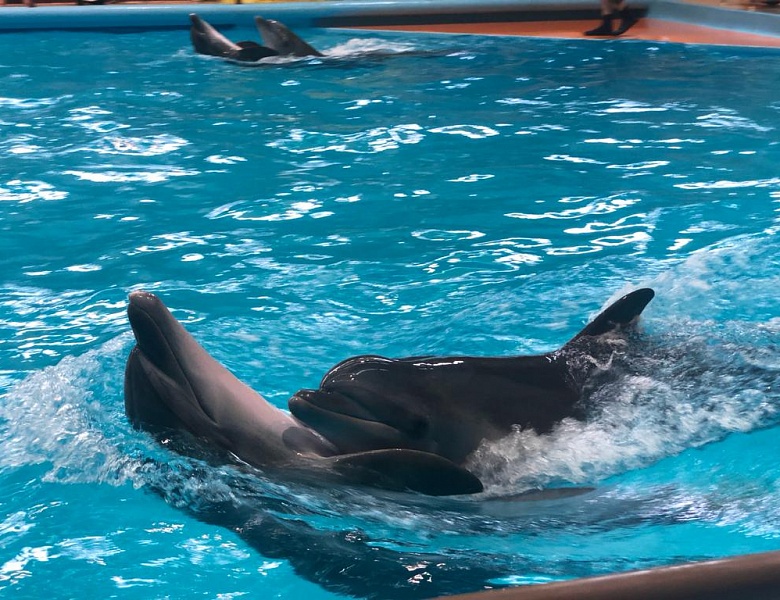 Дельфинарий: море позитивных эмоций!